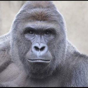 Meet your Posher, Leroy