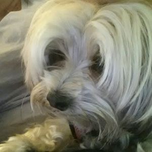 Meet your Posher, Liz