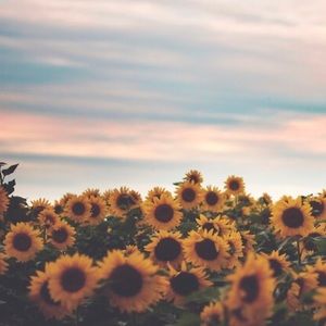 Meet your Posher, Ann