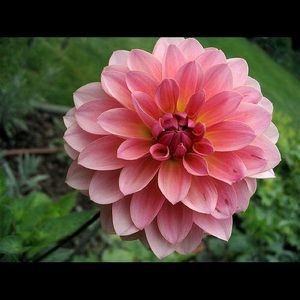 Meet your Posher, Ally