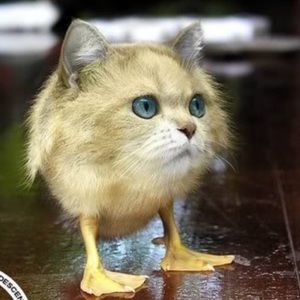 Meet your Posher, Anakaren