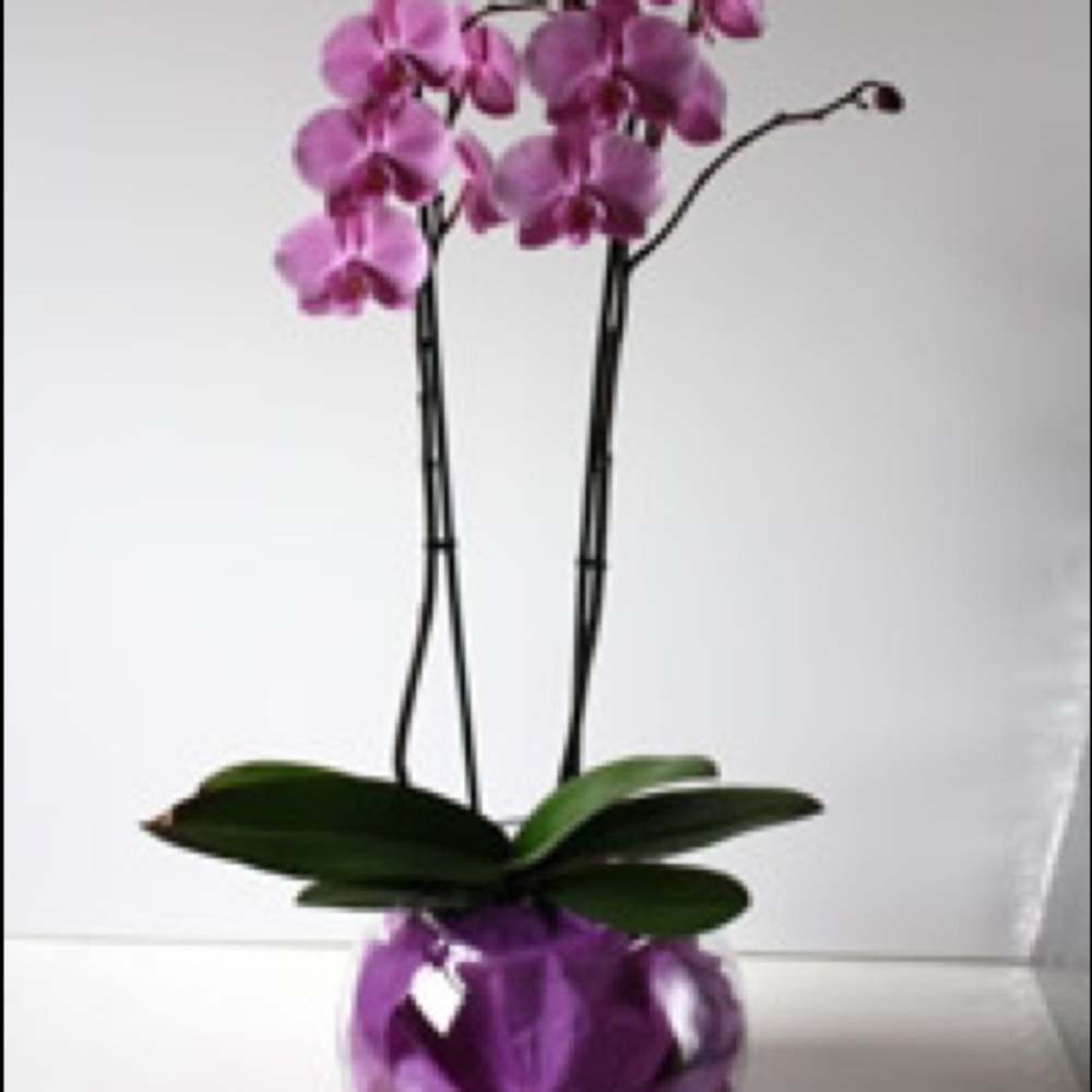 Meet your Posher, Lourdes