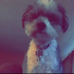 Meet your Posher, Emma