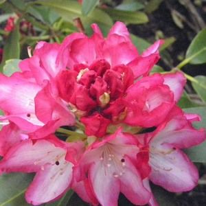 Meet your Posher, Julia