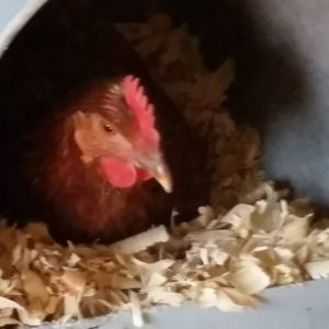 Meet your Posher, Terry