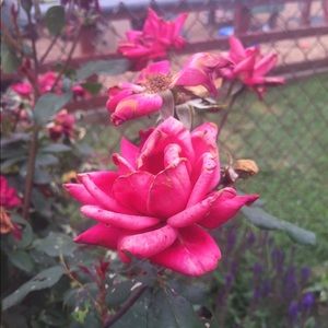 Meet your Posher, Elena