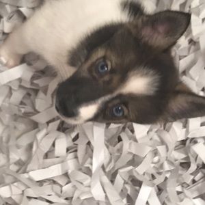 Meet your Posher, Isabella