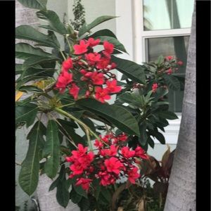 Meet your Posher, Deysi