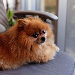 Meet your Posher, Doris