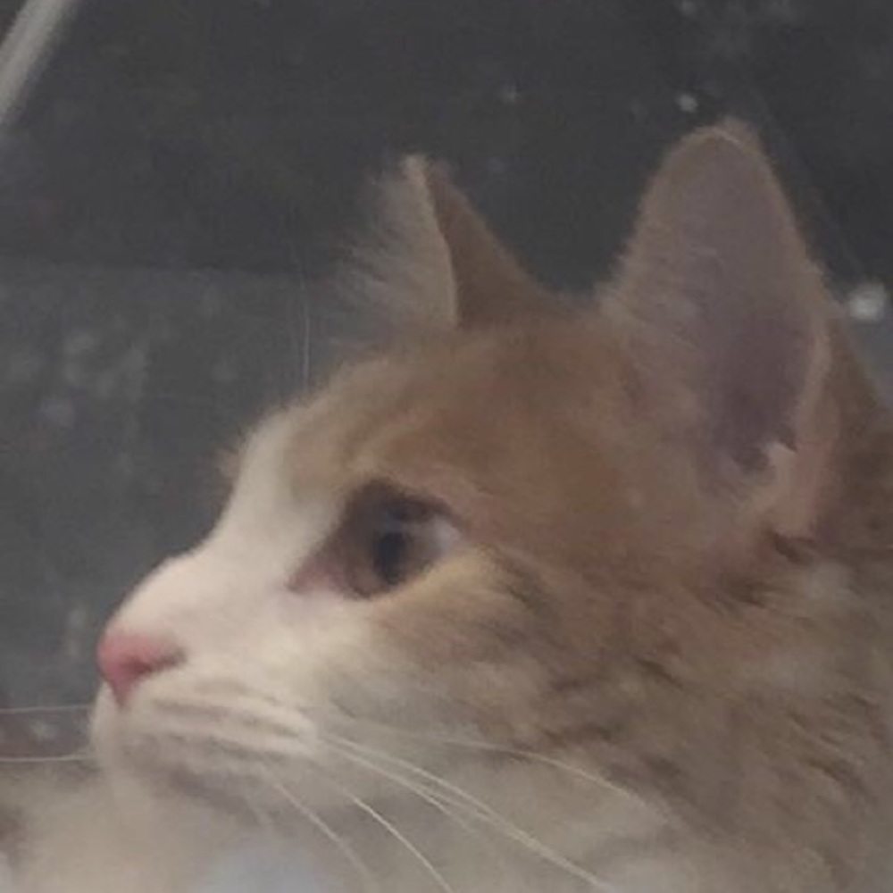 Meet your Posher, Ahko