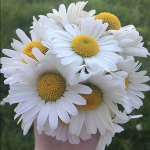 Meet your Posher, Soleil