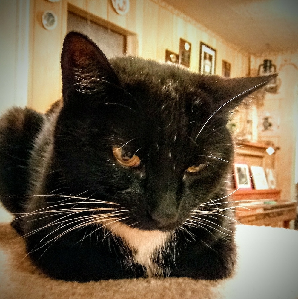 Meet your Posher, Elizabeth