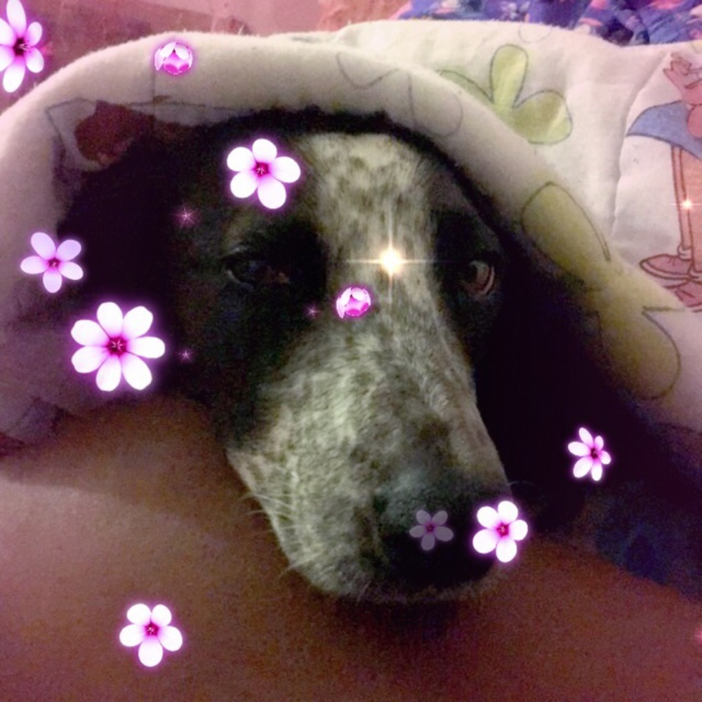 Meet your Posher, Ella