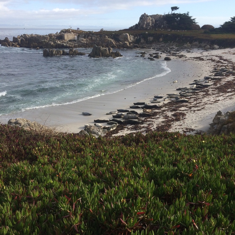 Meet your Posher, Sophia