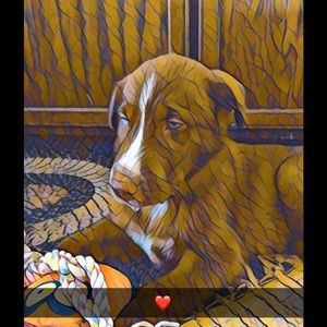 Meet your Posher, Elizabeth