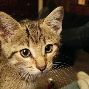 Meet your Posher, Terreall