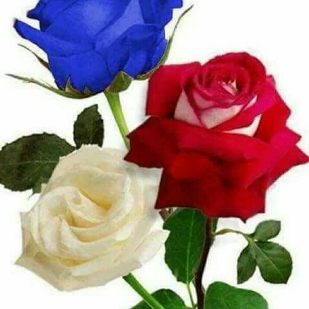 Meet your Posher, Selena