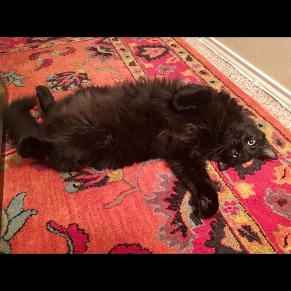 Meet your Posher, Brynn - Picture 4 of 8