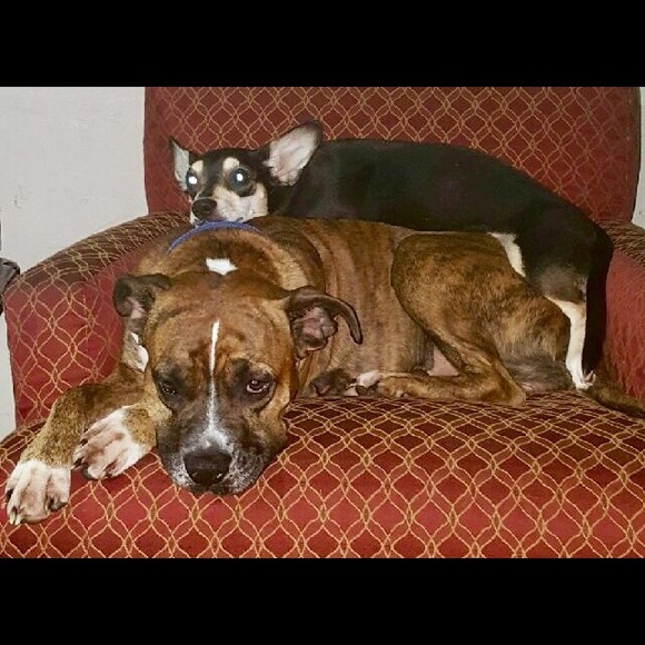 Meet your Posher, Brynn - Picture 7 of 8