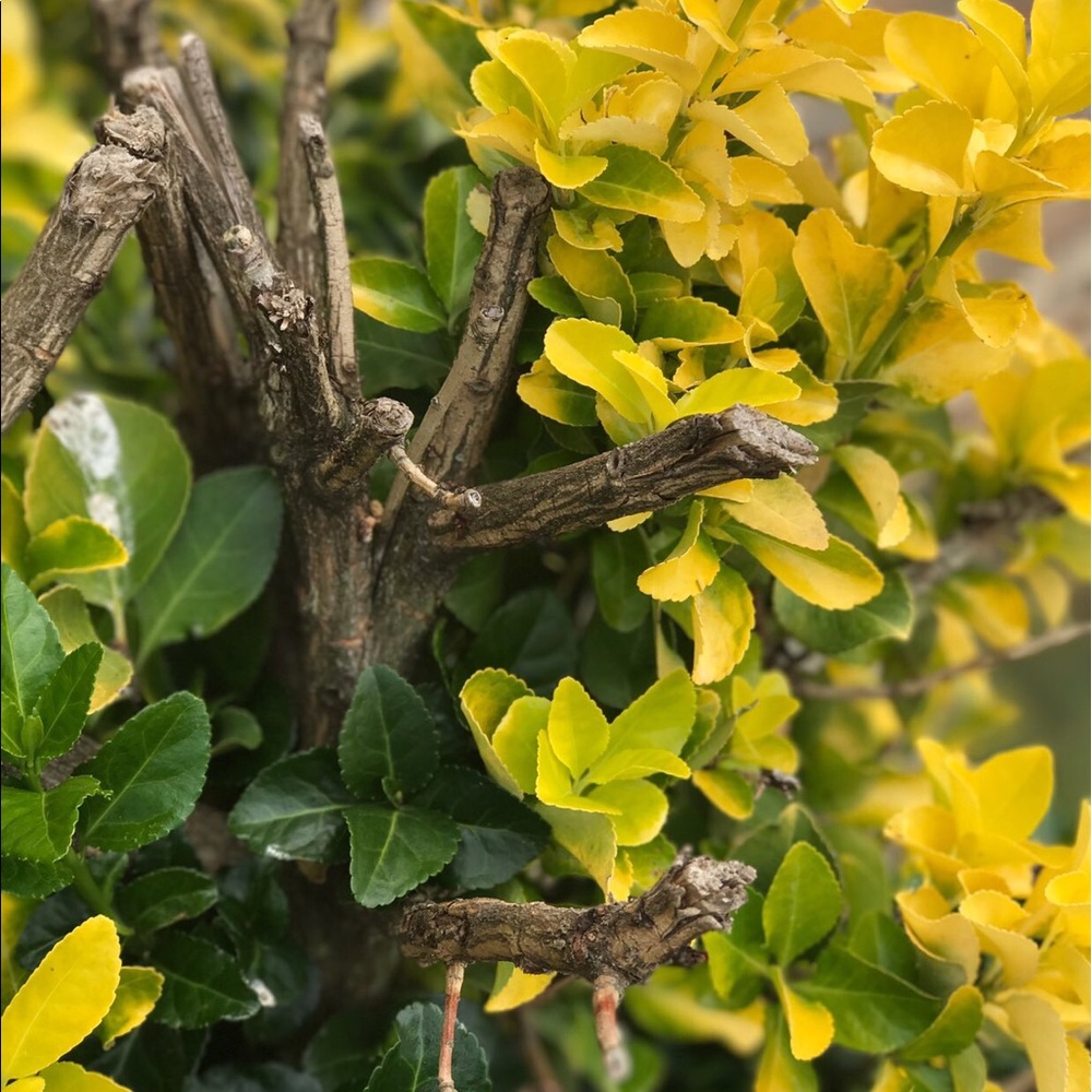 Meet your Posher, Sydney