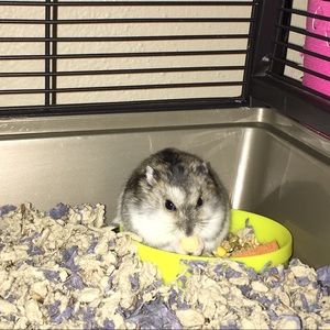 Meet your Posher, Abby