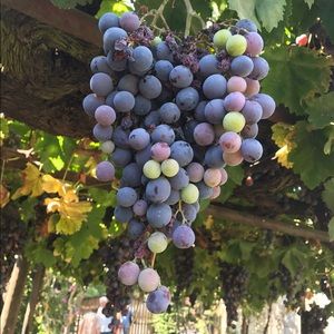 Meet your Posher, Rosa