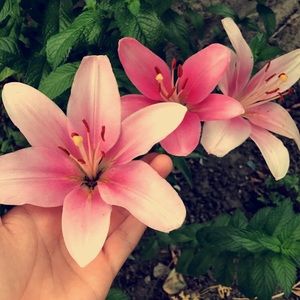 Meet your Posher, Dan