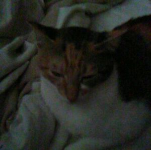 Meet your Posher, Priscilla