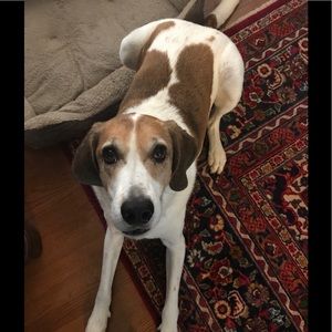 Meet your Posher, Camden