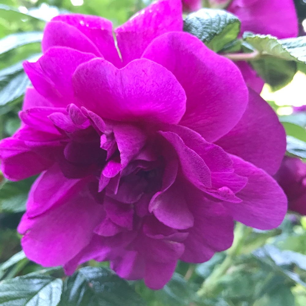 Meet your Posher, Mary