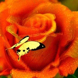 Meet your Posher, Andre