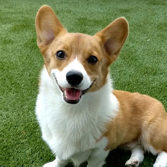 Meet your Posher, Danny - Picture 1 of 1