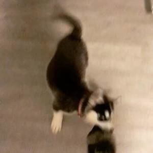 Meet your Posher, Joey