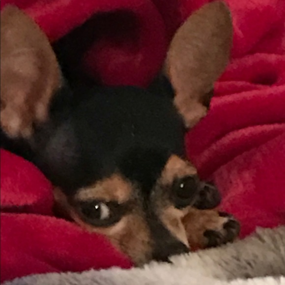 Meet your Posher, Sheryl - Picture 2 of 2