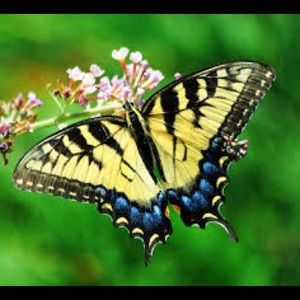 Meet your Posher, Luisanny