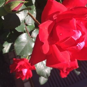 Meet your Posher, Chloe