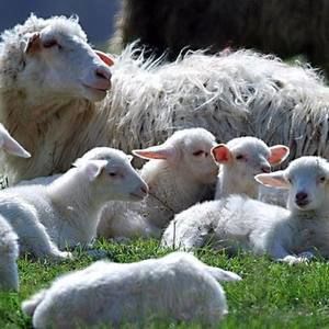 Meet your Posher, Lis