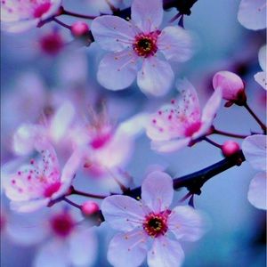 Meet your Posher, Mayra