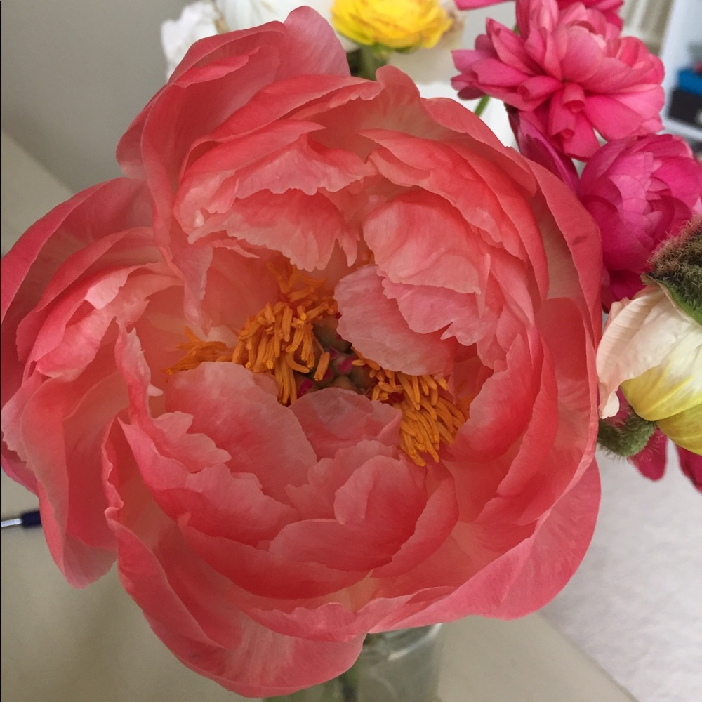 Meet your Posher, Shannon