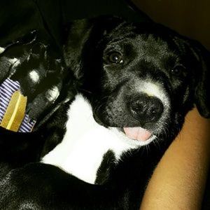 Meet your Posher, Shane