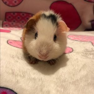 Meet your Posher, Monique