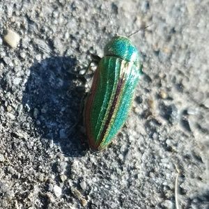 Meet your Posher, Brad