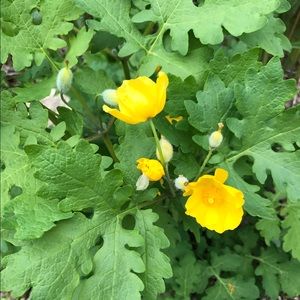 Meet your Posher, Debby