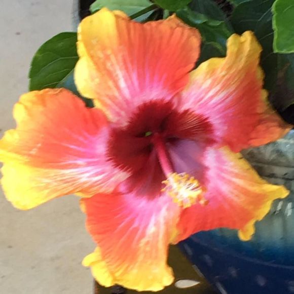 Meet your Posher, Shirleyanne - Picture 1 of 1