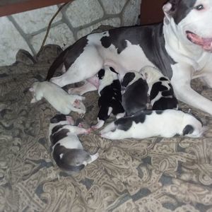 Meet your Posher, Andre