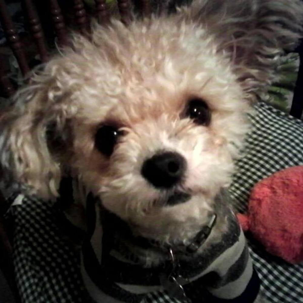 Meet your Posher, Virginia