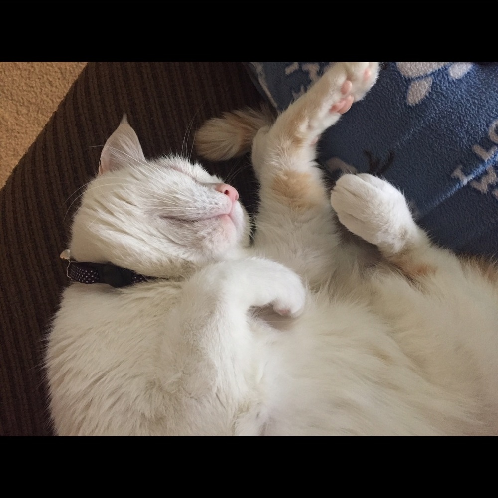 Meet your Posher, Sydney