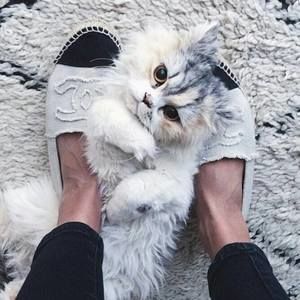 Meet your Posher, Allison