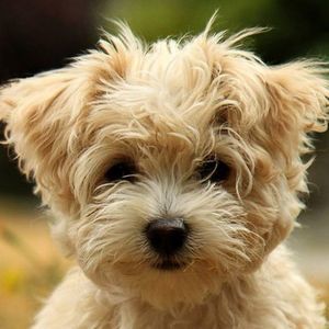 Meet your Posher, Ann