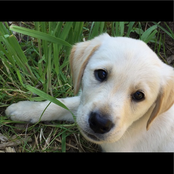 Meet your Posher, Renee - Picture 1 of 1